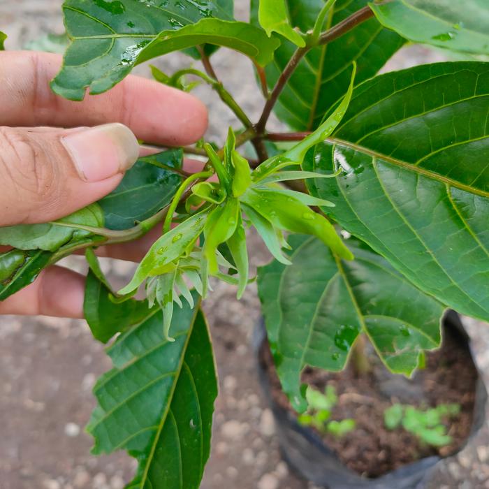 Gambar Bibit bunga kenanga - Pohon bunga kenanga (obat herbal) dari Xplant_NEW undefined Tokopedia