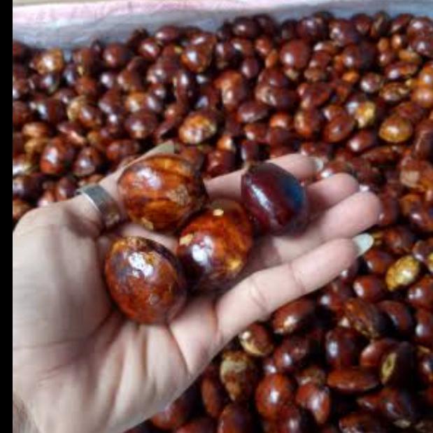 Gambar buah jengkol dari Samudrapasar undefined Tokopedia