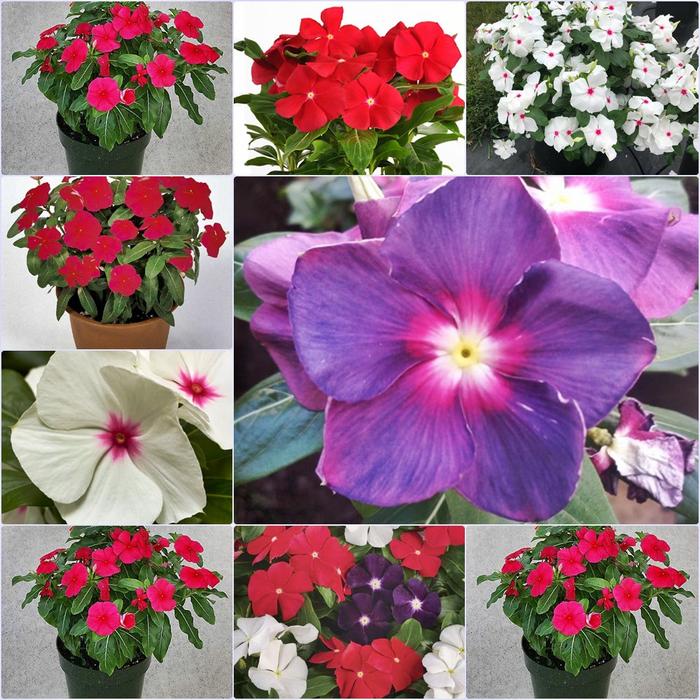 Gambar Bibit Tanaman Vinca - Tapak Dara Import - Tanaman Herbal yang Menawan dari Argo Bibit Sejahtera undefined Tokopedia