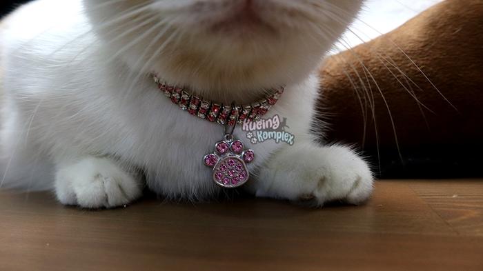 Gambar Kalung Kucing Blink Blink - Elastis / Kalung Mewah / merah - biru - Merah dari Kucingkomplex undefined Tokopedia