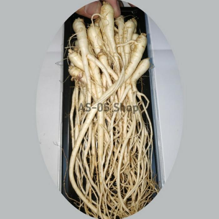 Gambar akar gingseng JAWA PREMIUM dari TOPP SELLER undefined Tokopedia