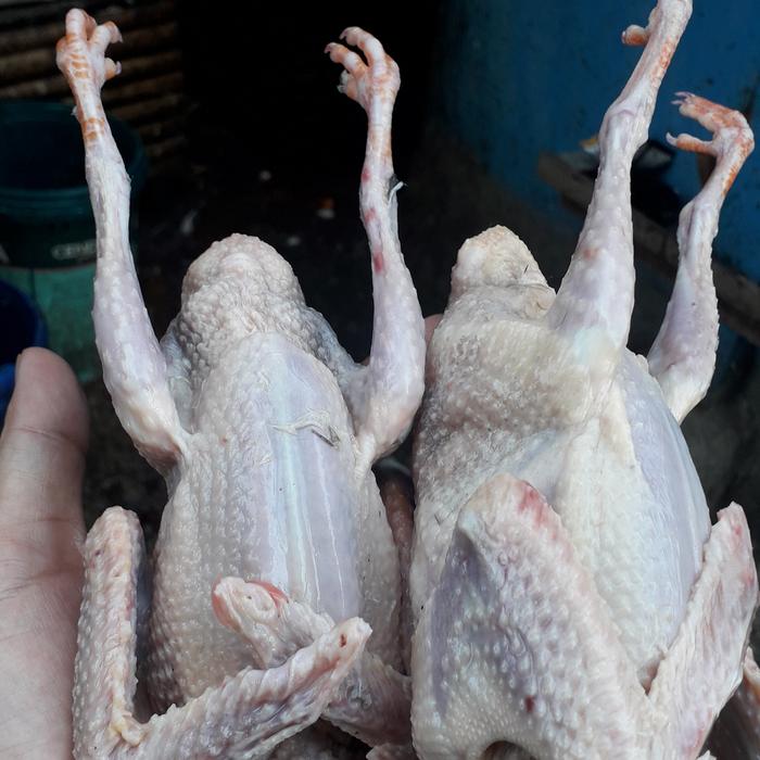 Gambar daging burung dara muda super/1biji dari lapak tempe rozi undefined Tokopedia