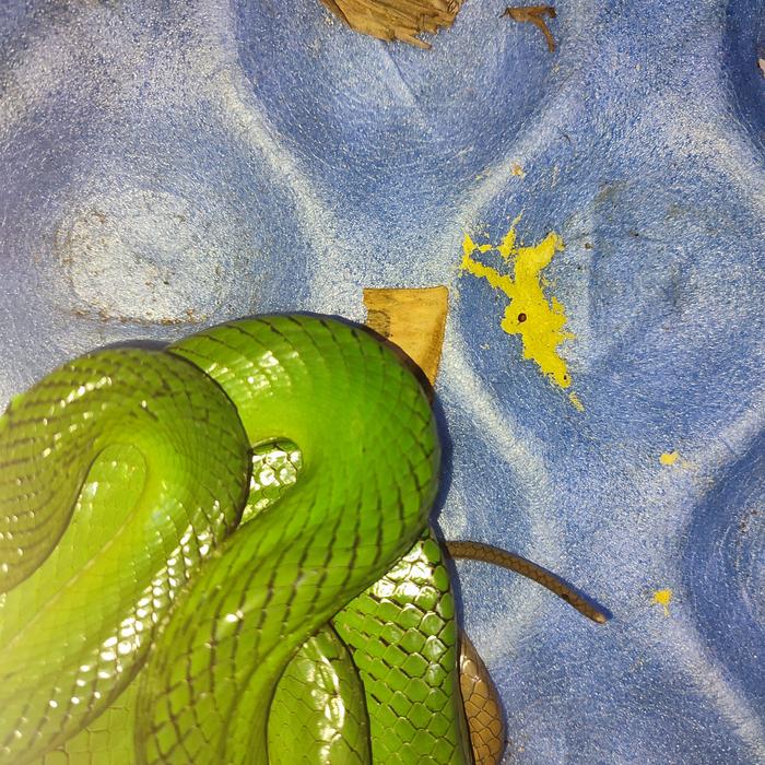 Gambar gonyosoma oxycephalum hijau dan silver - Hijau dari bralingexoticpets undefined 5 Tokopedia