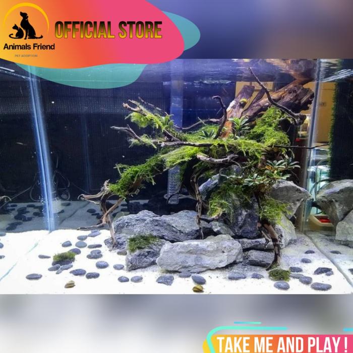 Nano Aquascape Contest Aquascape Aquarium With Artificial Plants