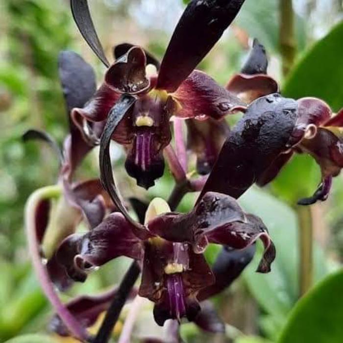Jual dendrobium black mamba - Kab. Wonosobo - Sidomulyo Farm | Tokopedia