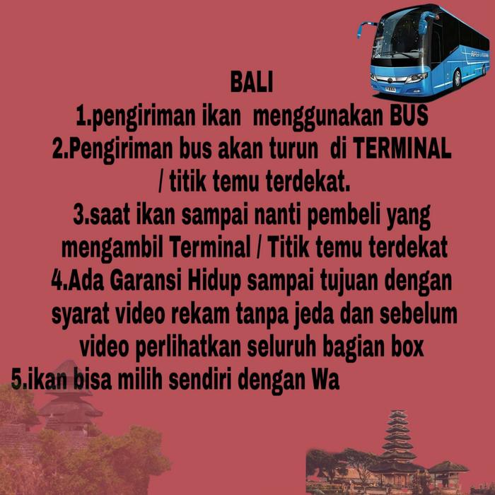 Gambar Ikan Hidup Arwana / Arowana SUPER RED bakat pedess baby - Bali dari novalarwana undefined Tokopedia