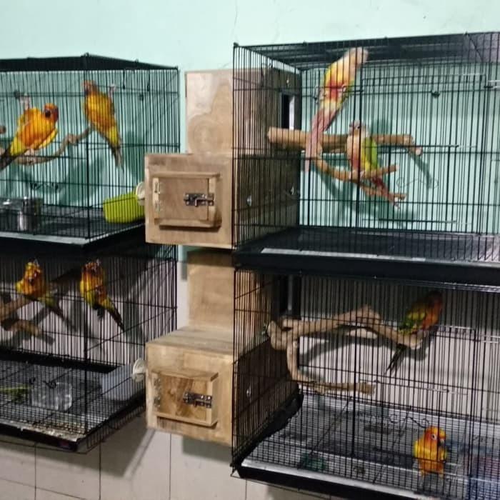 Gambar Kandang Ternak Parrot fullset glodok Sun conure IRN Monk Hans Falk LB dari Doremi Parrot undefined Tokopedia
