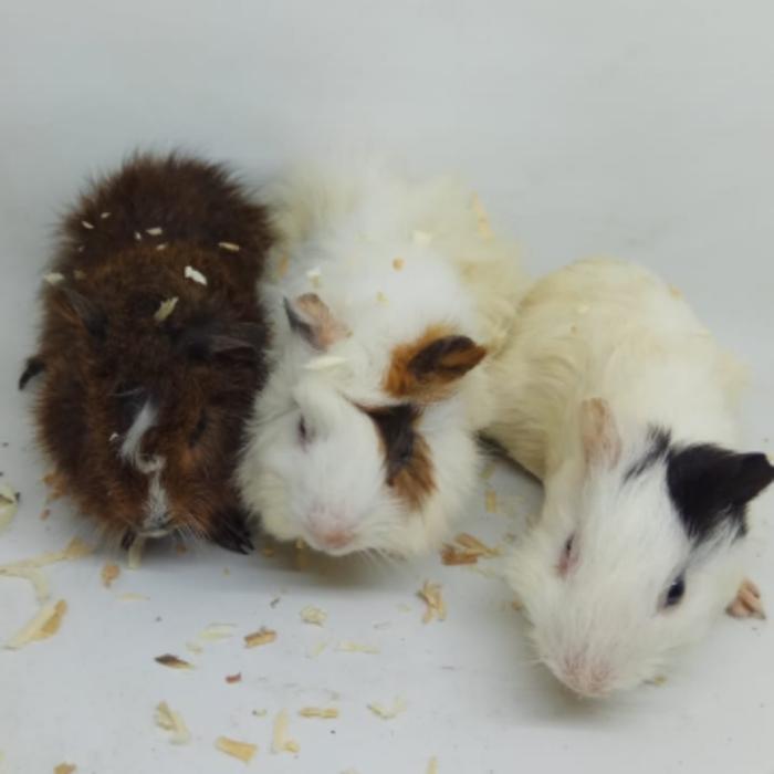 Gambar MARMUT GUINEA PIG LOKAL JABODETABEK ONLY GRAB GOJEK LINCAH GESIT IMUT - sepasang dari RFAM JAYA PETSTORE undefined Tokopedia