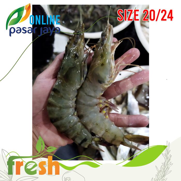 Gambar Udang Pancet Segar Super Besar - 1 Kilogram - SIZE 20 - 24 dari Pasar Abu Luqman undefined Tokopedia