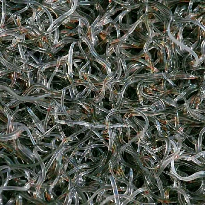 Jual 200 Ekor Bibit Sidat Glass Eel Bicolor (pesan Wajib Pakai Tiki) Di