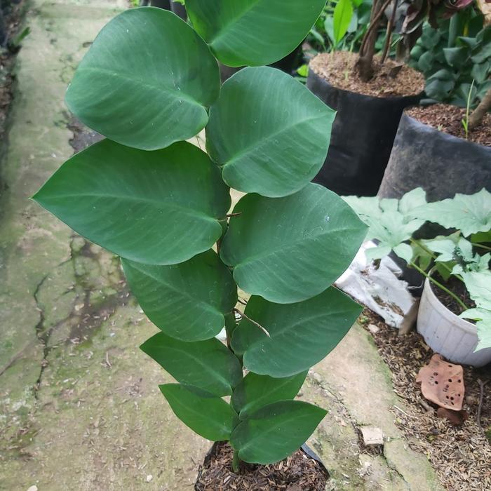 Gambar pohon dolar jumbo dari dayplant landscape undefined Tokopedia
