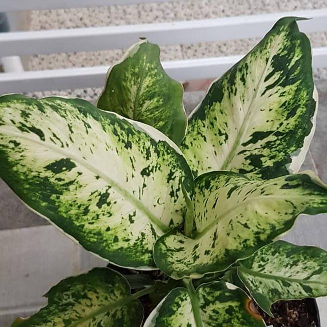 Gambar aglonema diven candi dari P.W STORE NURSERY undefined Tokopedia