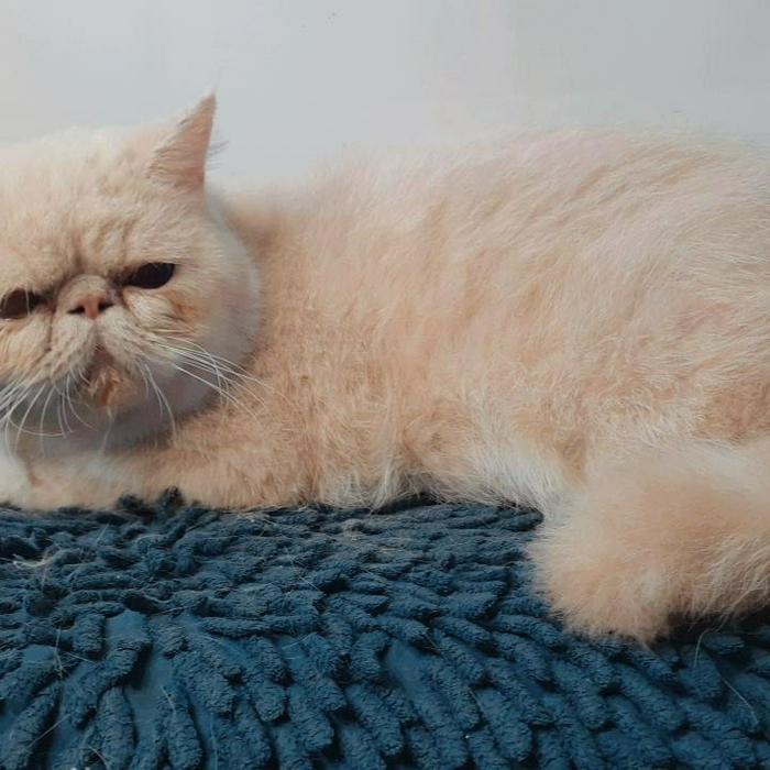 Gambar kucing persia peaknose dari Putri Cattery undefined Tokopedia