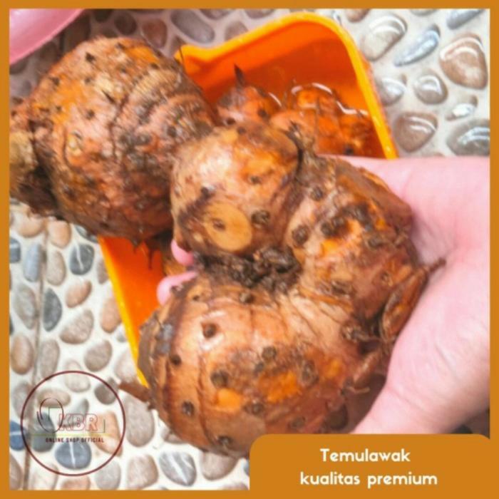 Gambar MURAH - Temulawak ORIGINAL/Kunyit ORIGINAL - 1Kg - Temulawak, 1 kg dari OkBr undefined Tokopedia