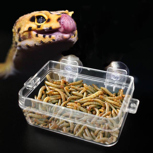 Gambar Tempat Makan Reptile Escape Proof Insect Feeding Dish Nomoy NW-30 - 30S 10x4x7.5cm dari Mulia Jaya Murah undefined Tokopedia