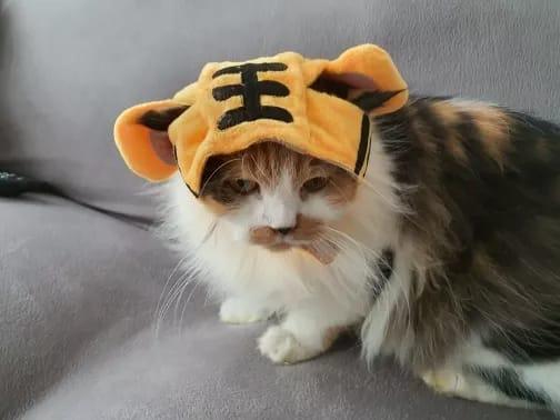 Gambar Topi Motif Kartun Hewan Kucing Untuk Hewan Peliharaan Anjing & Kucing - Tiger dari BG Store8 undefined Tokopedia