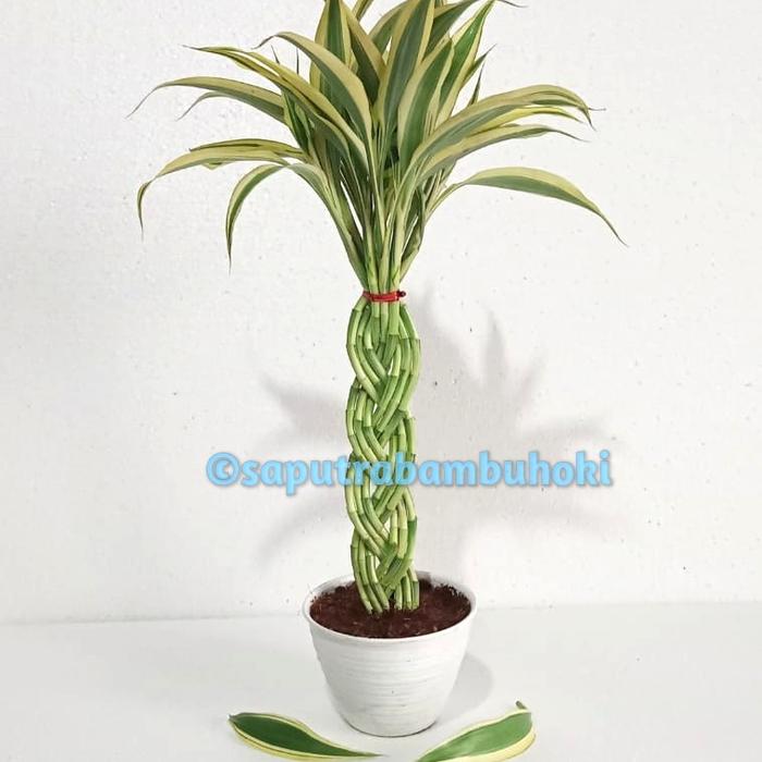 Gambar Bambu Hoki Model Cobra 9 Hijau dan Putih Tanaman Hias Mudah Dirawat Tinggi 30-35cm Souvenir Pernikahan dan Kenang-kenangan - Putih dari Saputrabambuhoki undefined Tokopedia