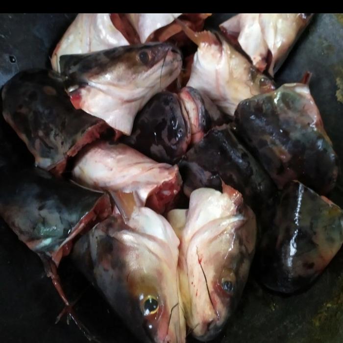 Gambar Kepala ikan patin segar dari Kios Ikan Segar Bandung undefined Tokopedia