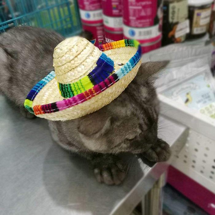 Jual Topi Kucing Anjing Pesta Sombrero 