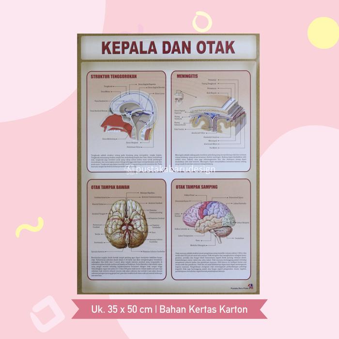 Gambar Poster Lembaran Seri Organ Manusia Kepala Hati Gigi Kulit Alat Gerak / Pustaka Baru Press - PB - Kepala & Otak dari Pustaka Baru Press Kab. Bantul Tokopedia