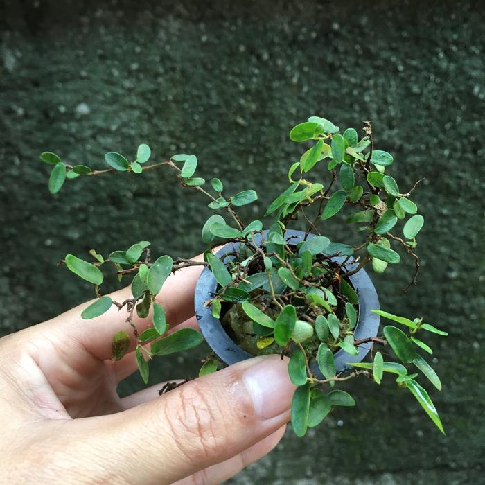 Gambar Ficus sp. (mini) / tanaman rambat / tanaman paludarium / terrarium dari Tobias Aquarium undefined Tokopedia
