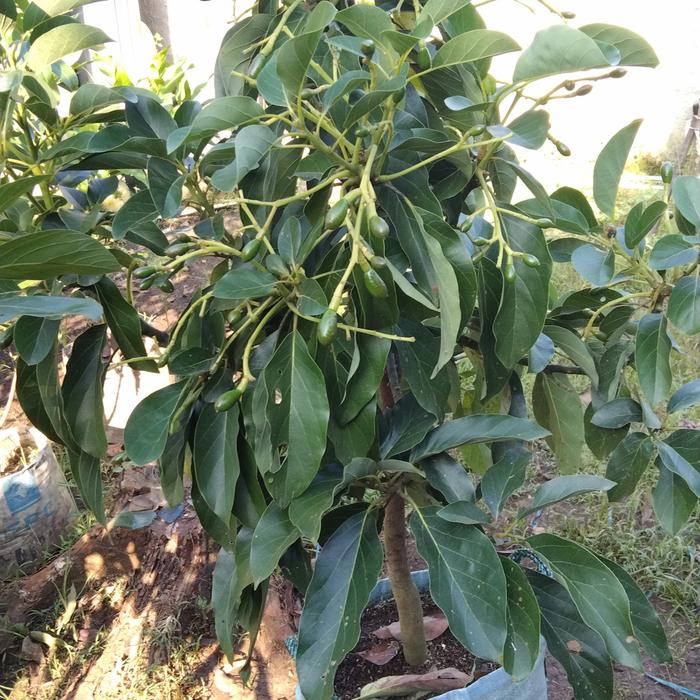 Gambar Pohon Alpukat kelud full buah dari Pohon buah_NEW undefined Tokopedia