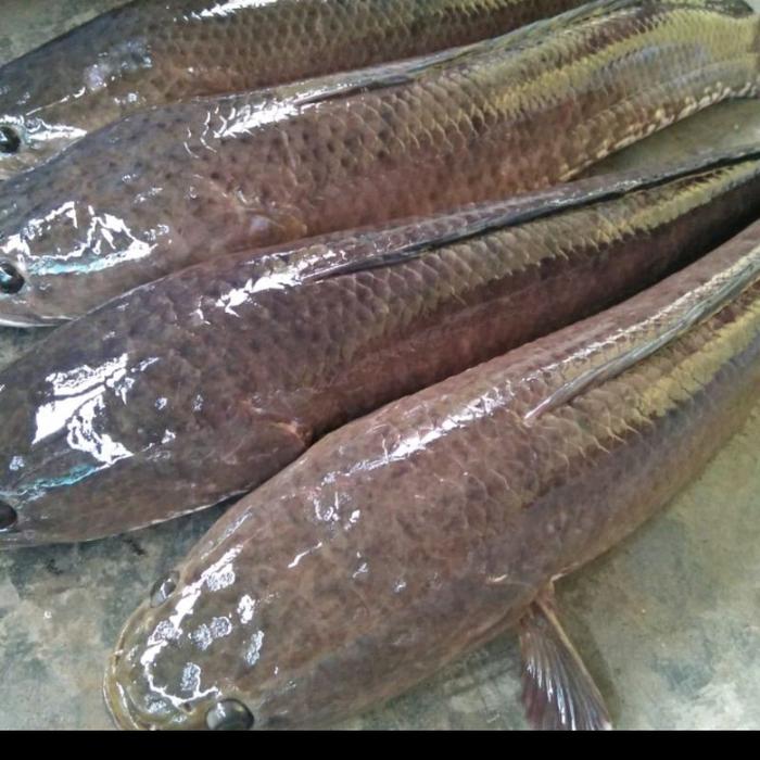 Gambar ikan gabus hidup berat 1 kg (isi 1) siap potong filet wilayah medan - 2 kg dari ikan_gabusmedan undefined Tokopedia