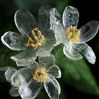 Gambar Biji Benih Bibit Bunga Mawar Hitam Langka Pelangi Purple Merah Putih - Diphylleia dari sigiria2 undefined Tokopedia