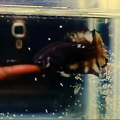Gambar cupang Avc Kuncop Real Pic Lelang dari @betta.arkaan undefined Tokopedia