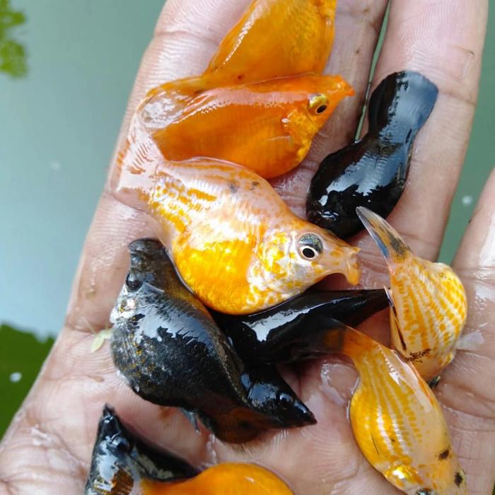 Gambar ikan molly balon dari TheJog undefined Tokopedia