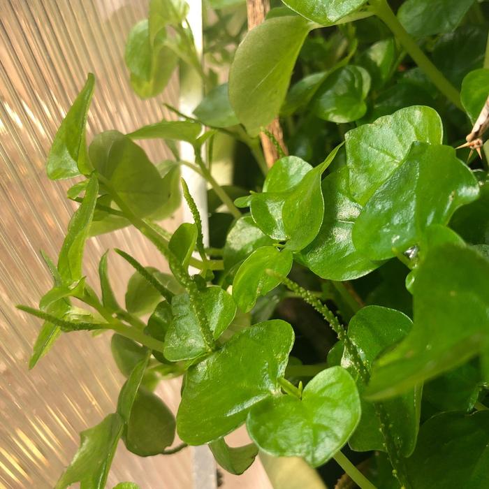 Gambar Tanaman Herbal Daun Suruhan / Daun Sirih Cina dari Usaha Temanku undefined Tokopedia