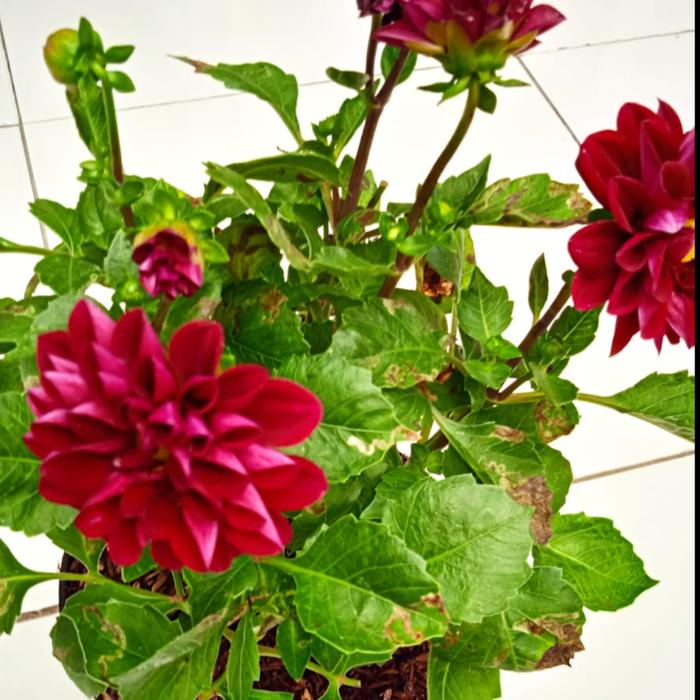 Gambar Tanaman Hias Bunga Dahlia Merah Tua| Pohon Bunga Dahlia Merah Tua dari De Coral undefined Tokopedia