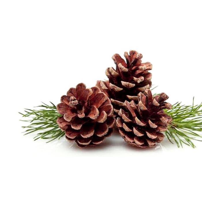 Gambar hiasan pohon natal buah pinus pine flower christmas bunga cemara - polos dari Yoooy Organa undefined Tokopedia