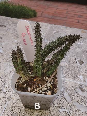 Gambar Stapelianthus Decaryi Kaktus Tanpa Media Tanam - B dari spider lover petshop undefined Tokopedia