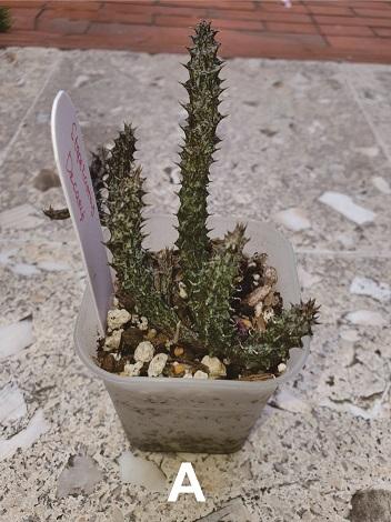 Gambar Stapelianthus Decaryi Kaktus Tanpa Media Tanam - A dari spider lover petshop undefined Tokopedia