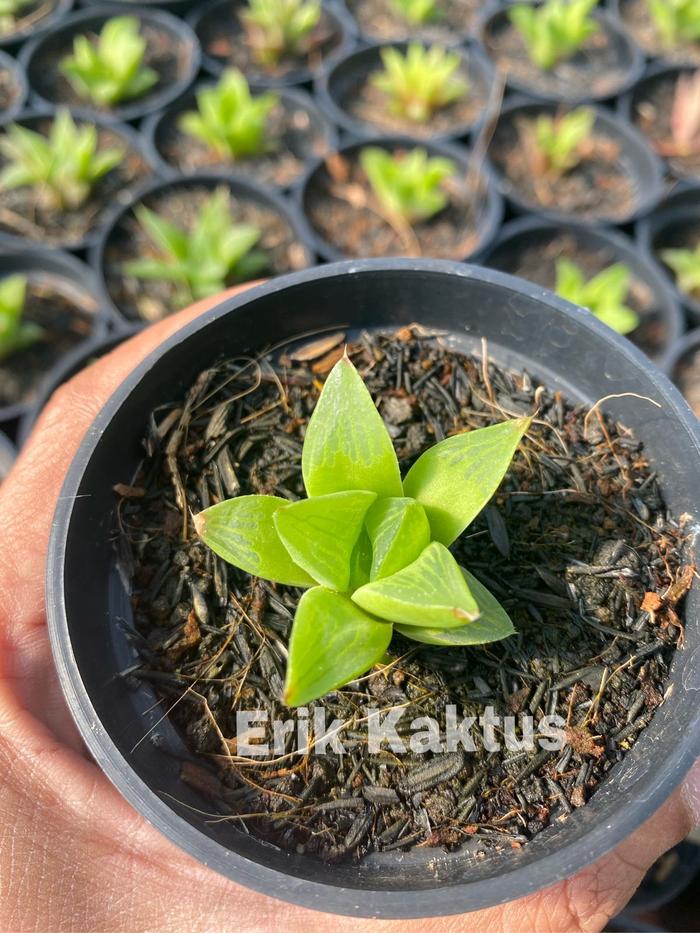 Gambar Howertia Retusa - Kecil dari Erik Kaktus undefined Tokopedia