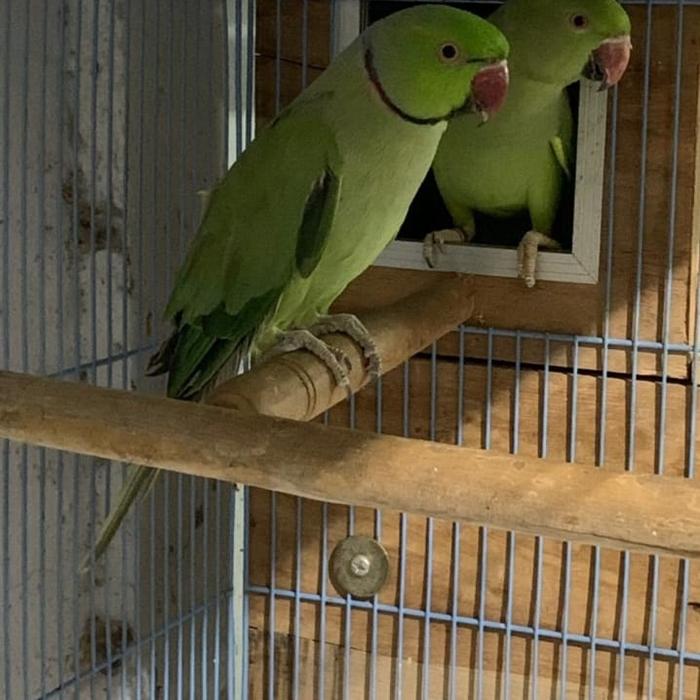 Jual indian ringneck pair Jakarta Utara Timehparrot Tokopedia