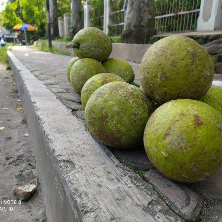 Gambar Buah Sukun Segar Fresh dari HIDAYAT STORE IND undefined Tokopedia