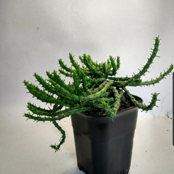 Gambar kaktus euphorbia flanagani (rambutmedusa) dari ALL LANDSCAPE NEW undefined Tokopedia