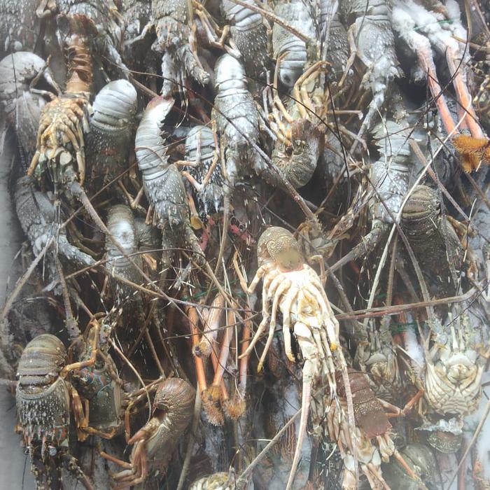 Gambar lobster under 100 dari bontekfteshseafood undefined Tokopedia