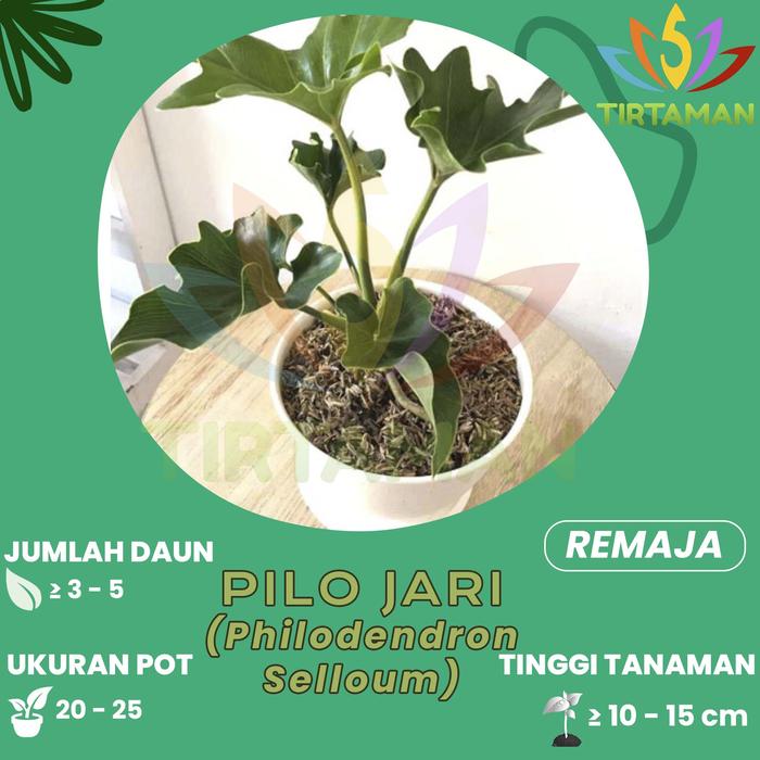 Gambar Pilo Jari / Philodendron Selloum - M dari TIRTAMAN undefined Tokopedia