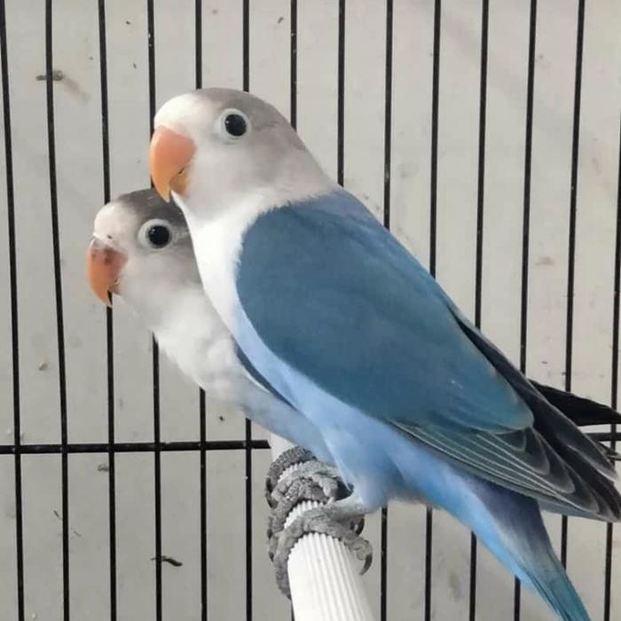 Jual burung love bird mangsi fc bening - Jakarta Pusat - ZAKI BIRDLOVE | Tokopedia