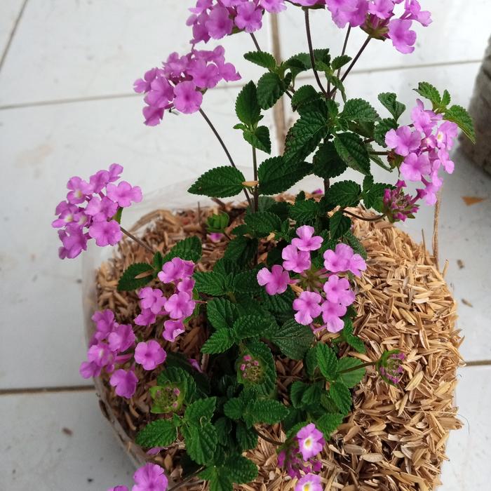 Gambar bunga lantana - Ungu dari morsha garden undefined Tokopedia