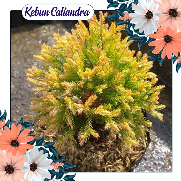Gambar KEBUN CALIANDRA - Cemara Red gold dari Kaliandra 2 undefined Tokopedia