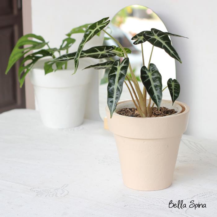 Gambar Pot Monocolor Double big PTDB-36 - jungle dari bella spina undefined Tokopedia