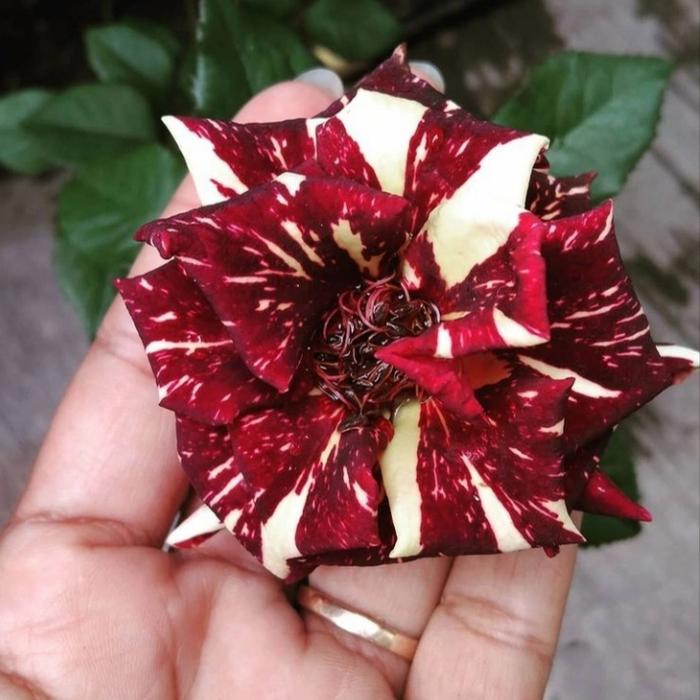 Gambar tanaman hias bunga mawar hidup 7 varian warna - ranbow dari Nurlena_florist undefined Tokopedia