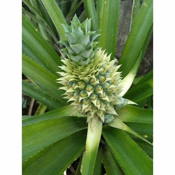 Gambar Tanaman nanas hijau dewasa usia berbuah dari Phloem & Xylem undefined Tokopedia