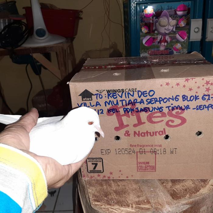 Gambar Burung puter putih Mata merah dewasa - Betina sajah dari eka online shop91 undefined Tokopedia