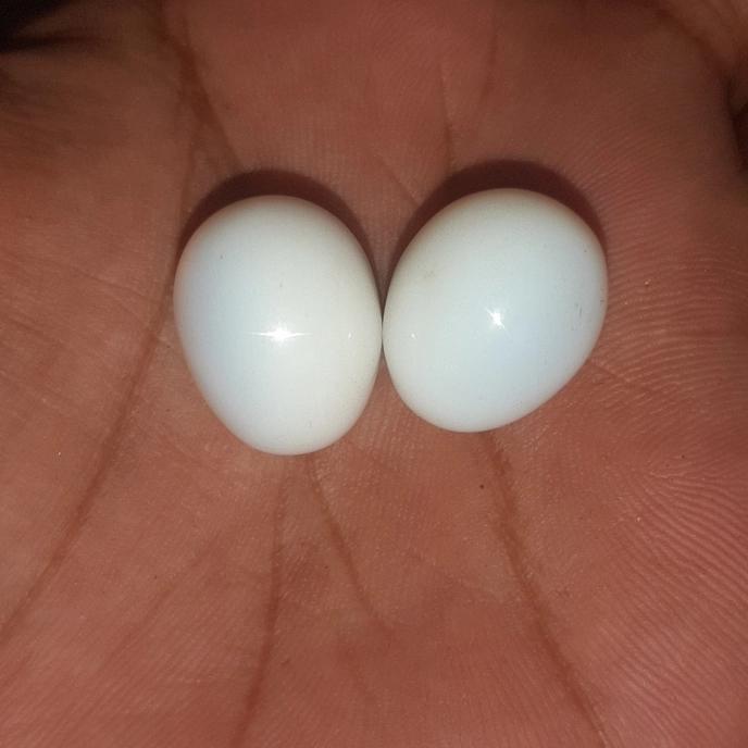 Gambar sepasang mustika telur tokek dari Jefri Antik undefined Tokopedia