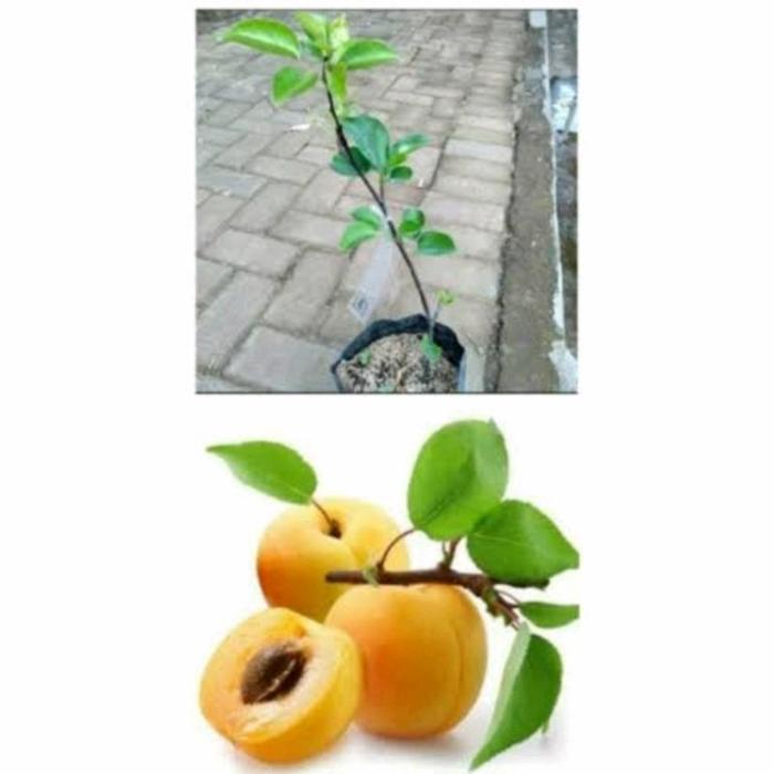 Gambar Bibit tanaman buah apricot aprikot dari Lachozidanes undefined Tokopedia